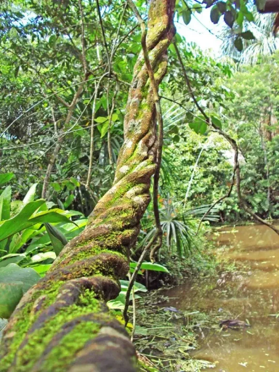 A thick twisting ayahuasca vine growing among rainforest trees